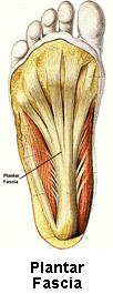 Plantar Fascia